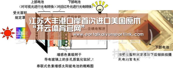 江苏大丰港口岸首次进口美国原木“开云体育官网”(图1) 开云直播
