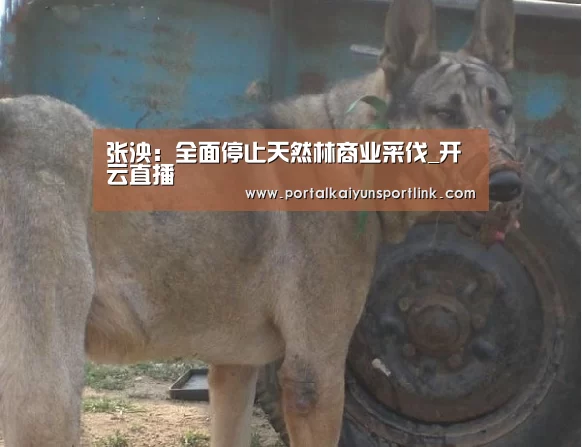 张泱:全面停止天然林商业采伐_开云直播(图3) 开云直播